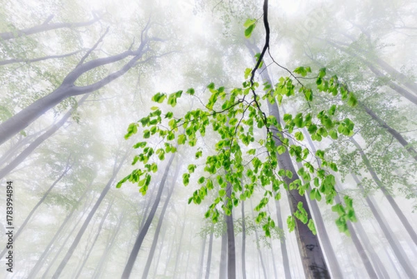 Obraz Whispers of Spring Fog