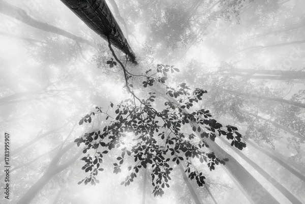 Obraz Echoes in the Mist