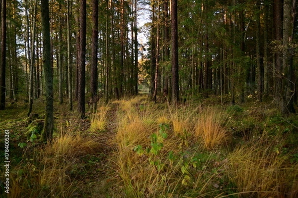 Obraz path in the forest