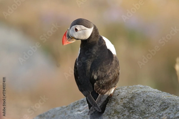 Obraz atlantic puffin or common puffin