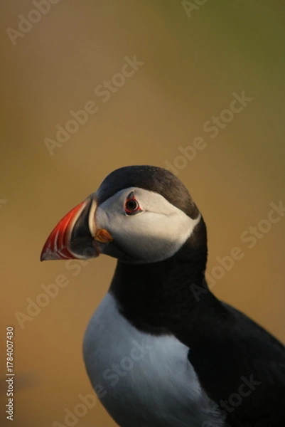 Obraz atlantic puffin or common puffin