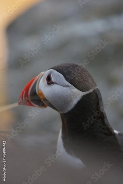 Obraz atlantic puffin or common puffin