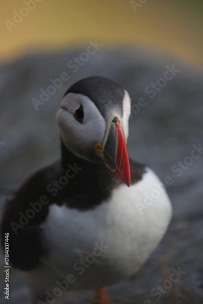 Obraz atlantic puffin or common puffin