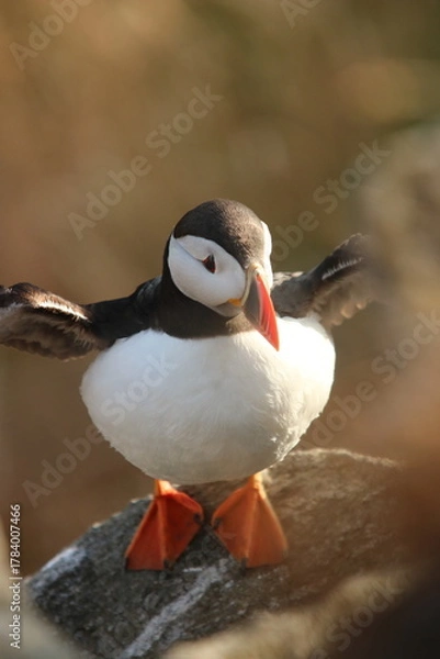 Obraz atlantic puffin or common puffin
