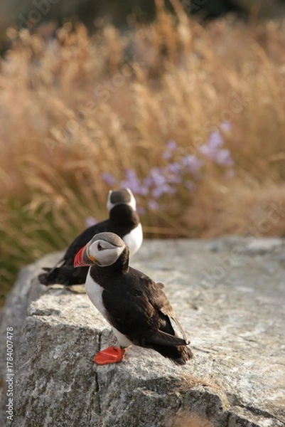 Obraz atlantic puffin or common puffin