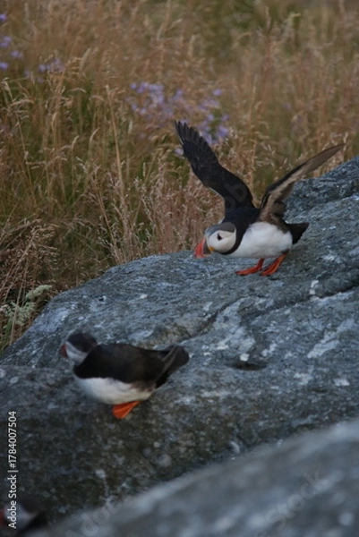 Obraz red winged puffins