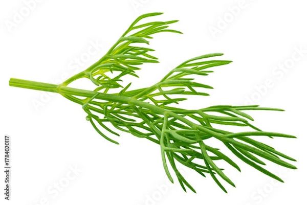 Fototapeta Dill isolated on white background, full depth of field