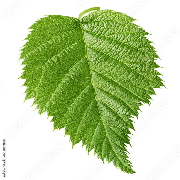 Fototapeta Raspberry leaves isolated on white background