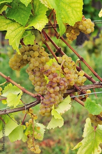Obraz Weißer Burgunder Pinot blanc Pinot Bianco