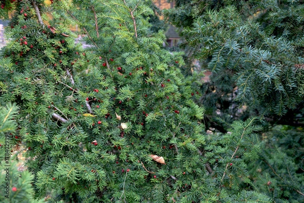 Fototapeta Branch European yew (Taxus baccata) with ripe red fruits.