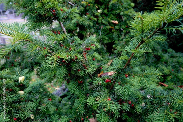 Fototapeta Branch European yew (Taxus baccata) with ripe red fruits.