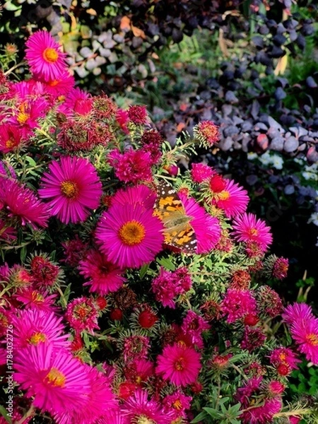 Obraz A beautiful butterfly sits on an autumn chrysanthemum flower.