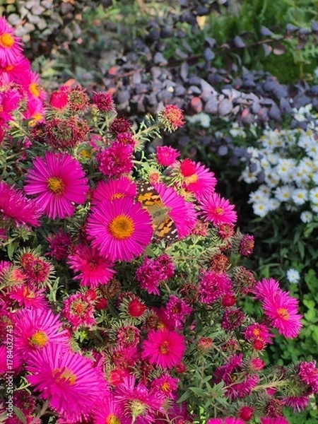 Fototapeta A beautiful butterfly sits on an autumn chrysanthemum flower.