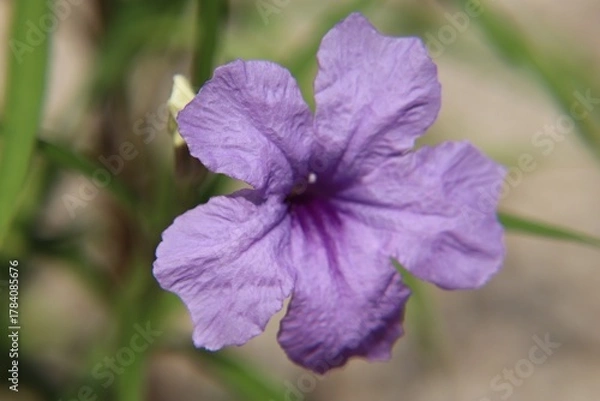 Obraz ヤナギバルイラソウ