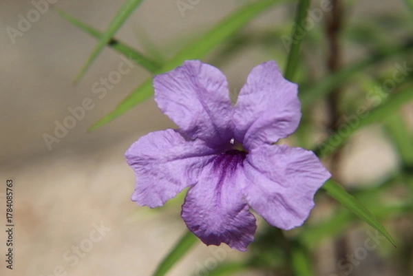 Obraz ヤナギバルイラソウ