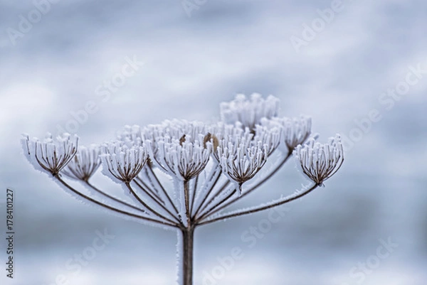Fototapeta Getrockneter Blütenstand einer Pflanze mit Eiskristallen