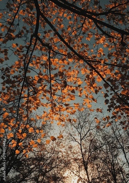 Fototapeta Autumnal canopy, orange leaves against a muted sky