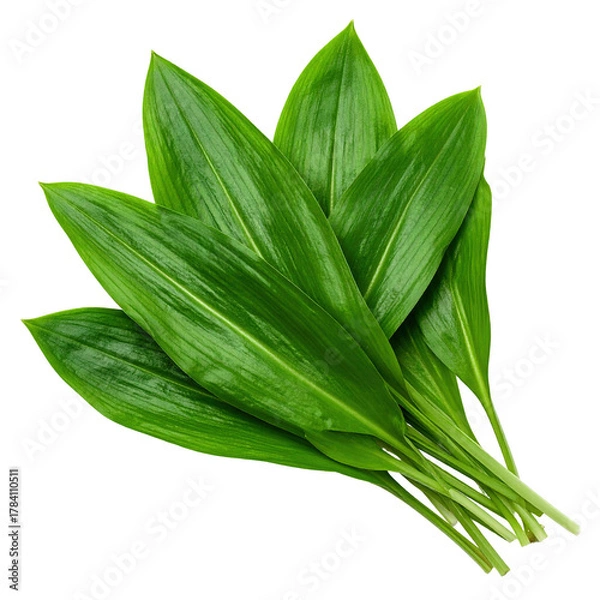 Fototapeta A vibrant bunch of fresh, green leaves, possibly wild garlic, clipart, isolated on a transparent background.