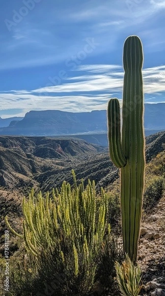 Obraz Tall cactus stands guard over a rugged mountain vista