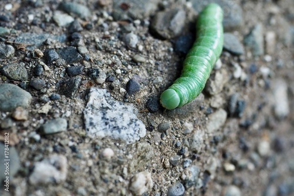 Fototapeta OLYMPUS DIGITAL CAMERA
