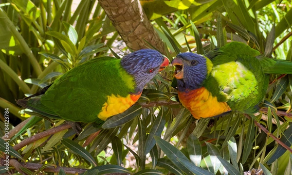 Obraz Young rainbow lorikeet being fed .