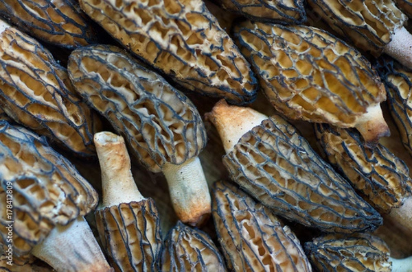 Fototapeta Morel Mushrooms lined up And Interlocked Together Like A Puzzle Background