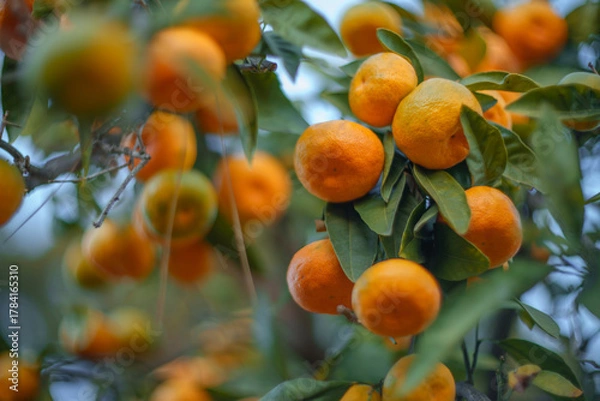 Fototapeta Ripe orange tangerines growing on citrus tree branches. Closeup, shallow DOF.