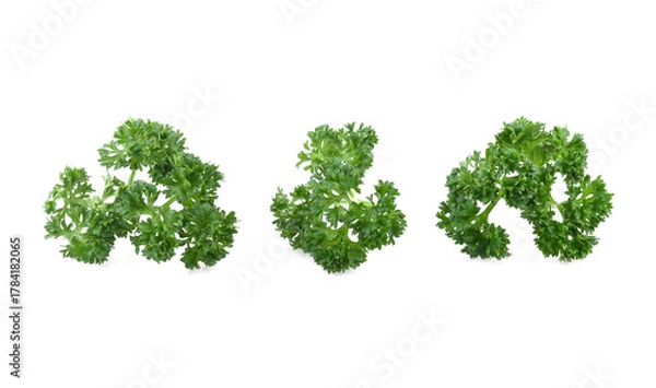 Fototapeta parsley leaves isolated on white background