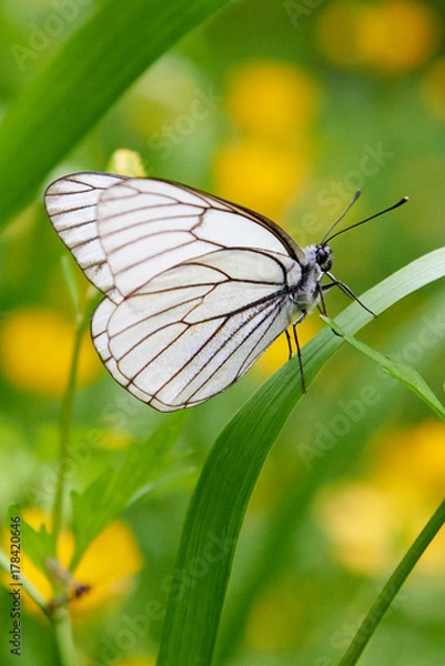 Fototapeta White butterfly Aporia crataegi. Aporia crataegi, the black-veined white, is a large butterfly of the family Pieridae.