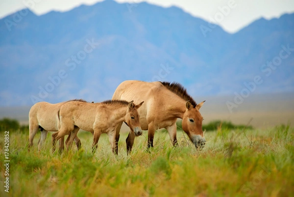 Fototapeta Przewalski horses in the Altyn Emel National Park in Kazakhstan.  The Przewalski's horse or Dzungarian horse, is a rare and endangered subspecies of wild horse native to the steppes of central Asia. T