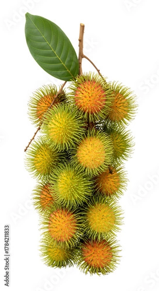 Obraz A vertical cluster of ripe rambutan fruits still attached to a stem with a single broad green leaf at the top, white background isolated