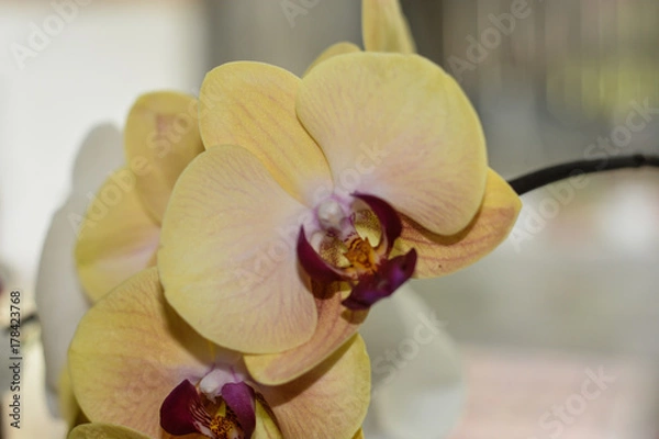 Obraz Yellow orchid