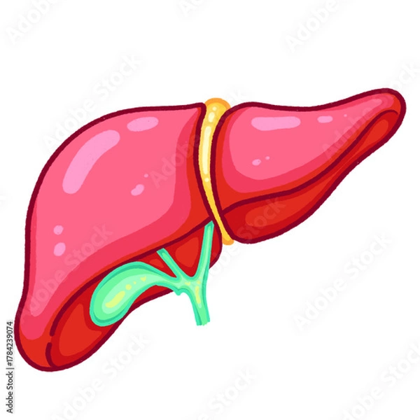 Fototapeta Liver Anatomy with Gallbladder and Bile Duct System Digestive Organ Illustration