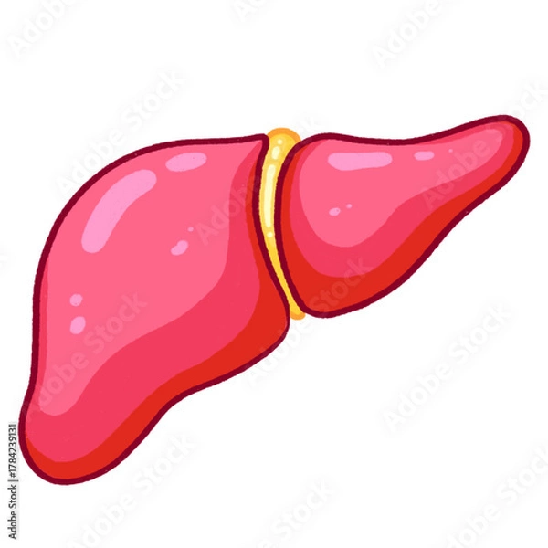 Fototapeta Human Liver Anatomy Basic Liver Structure Illustration