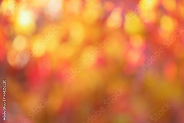 Obraz 紅葉したカエデの葉のアウトフォーカス