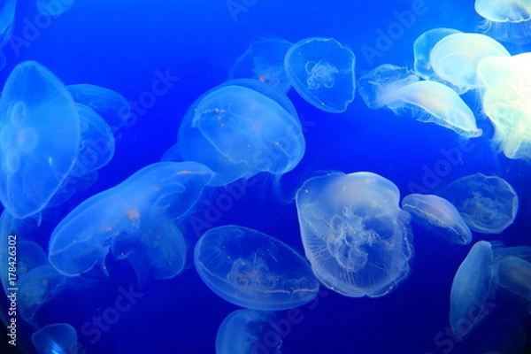 Fototapeta 水槽のクラゲ