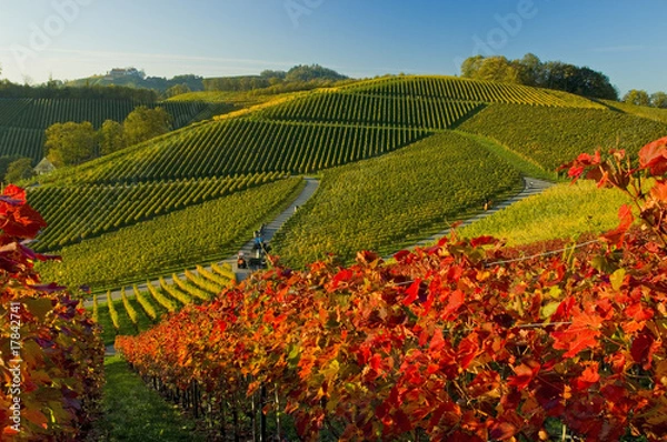 Fototapeta Durbacher Herbst