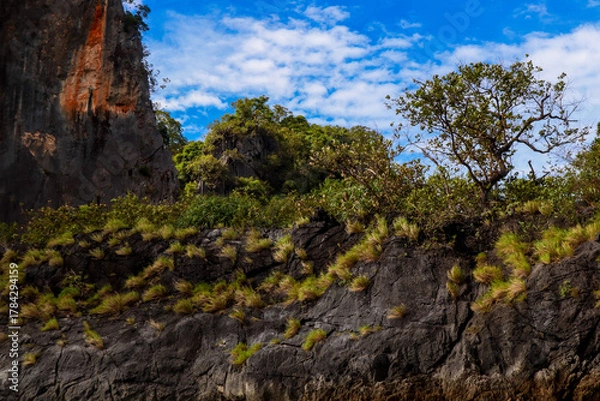 Fototapeta tree in the mountains