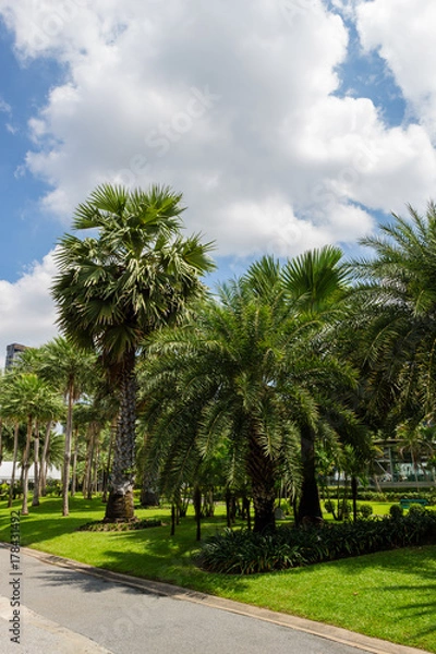 Fototapeta 木々・自然あふれる公園・ふれあい