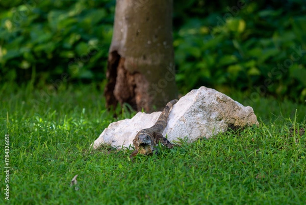 Fototapeta Iguana Resting on Grass in Solidaridad, MX