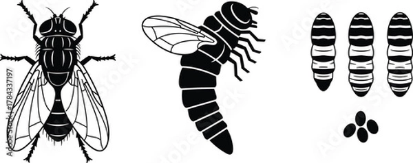 Fototapeta Life cycle of a fly in four stages: egg, larva, pupa, adult, cad drawing flat vector illustrationLife cycle of a fly in four stages: egg, larva, pupa, adult, cad drawing flat vector illustration