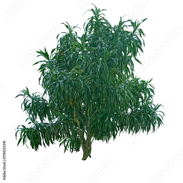 Obraz Dracaena reflexa isolate on transparency background, Tree isolate on transparency background.