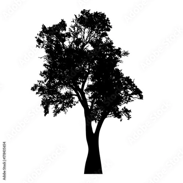 Fototapeta Vector silhouette of tree on white background.