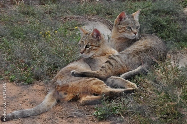 Obraz African wild cats together
