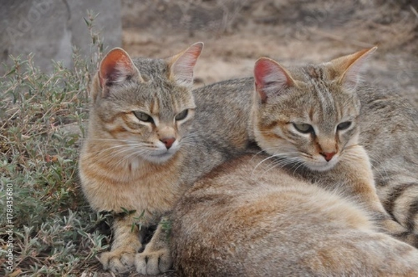 Obraz African wild cats together