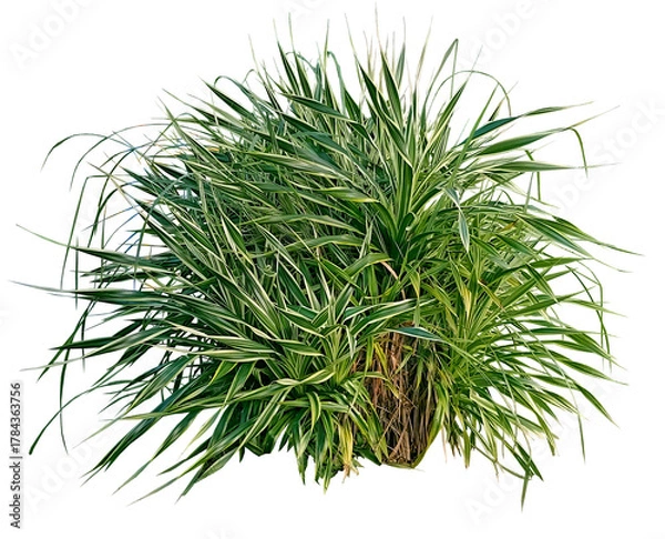 Obraz  Tree with green and yellow leave isolate background , dill isolated on transparency background