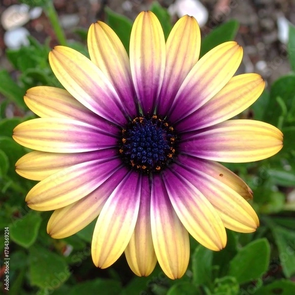 Fototapeta A close-up shot of a vibrant daisy-like flower with alternating yellow and purple petals, surrounded by green foliage