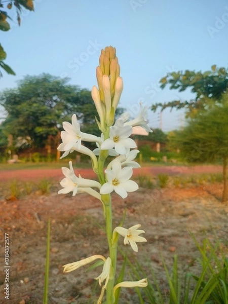 Obraz spring flowers in the garden