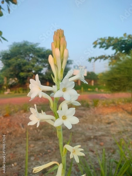 Obraz spring flowers in the garden