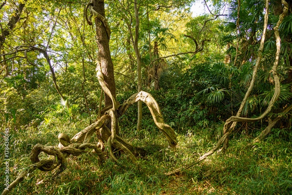 Obraz 大きな蔦に絡まれた森の奥の樹木